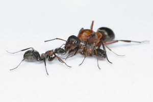 Formica sanguinea (Slave Maker Ants)