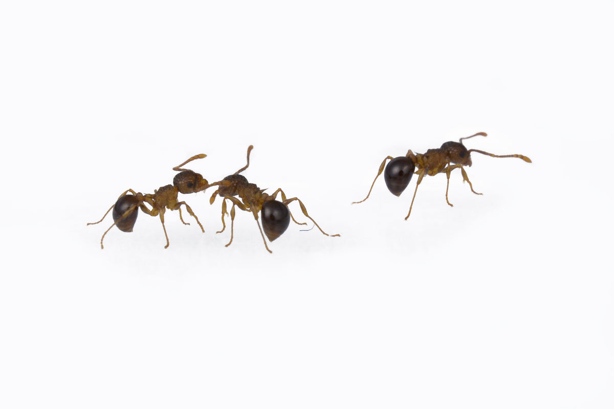 Pristomyrmex punctatus 