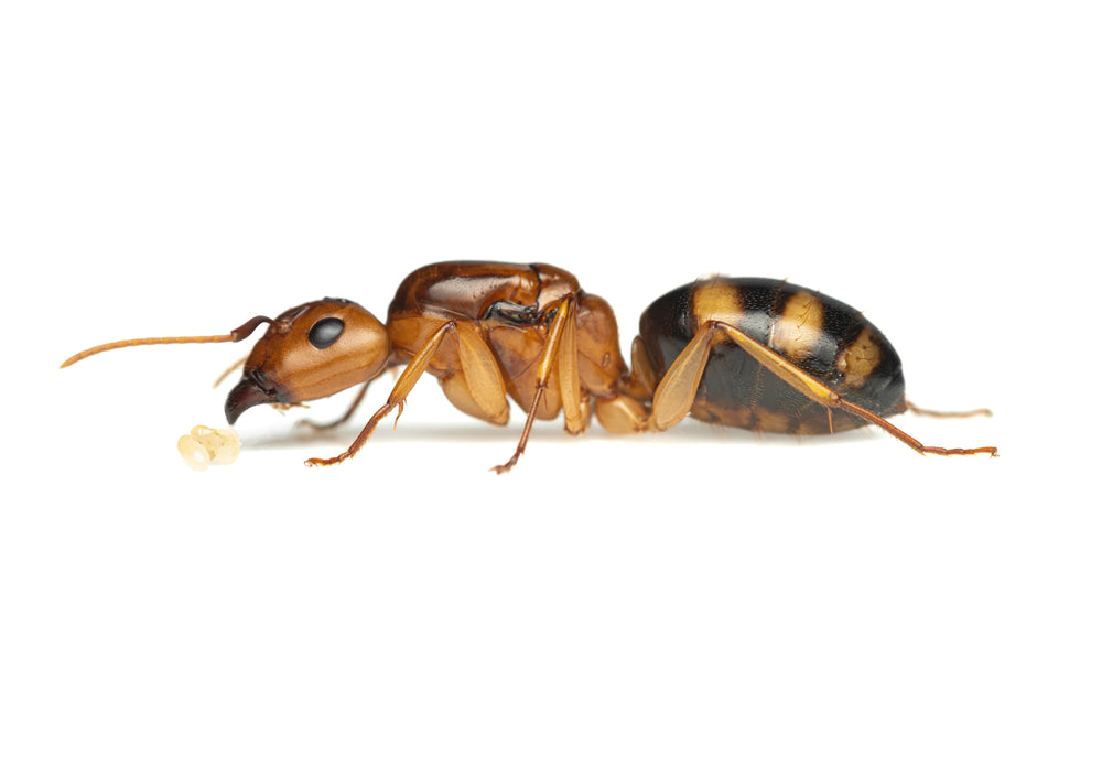 Camponotus maculatus subnudus