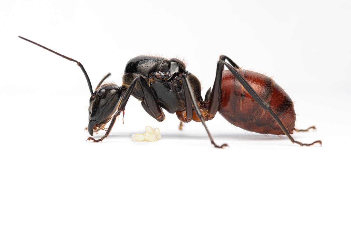Dinomyrmex gigas (Giant Forest Ant)