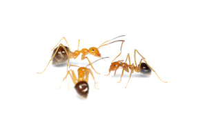 Prenolepis melanogaster (Asian Honey Pot Ant)