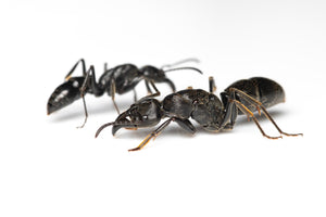 Paltothyreus tarsatus (Giant African Stink Ant)