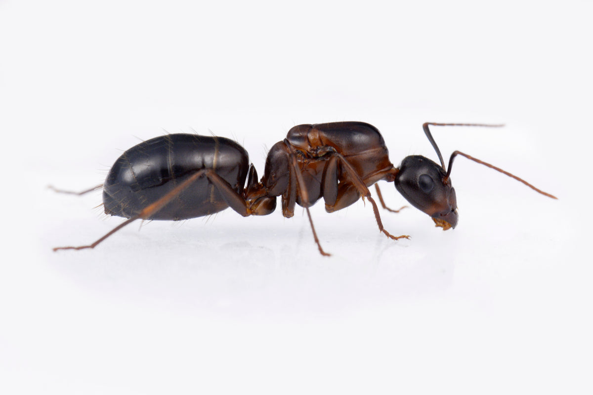 Camponotus sylvaticus