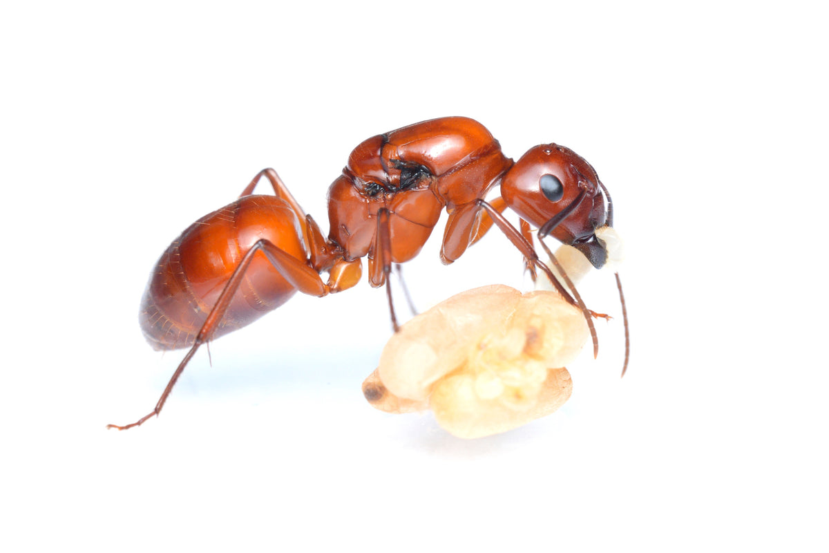 Camponotus castaneus (Red Carpenter Ant)