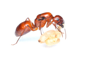 Camponotus castaneus (Red Carpenter Ant)
