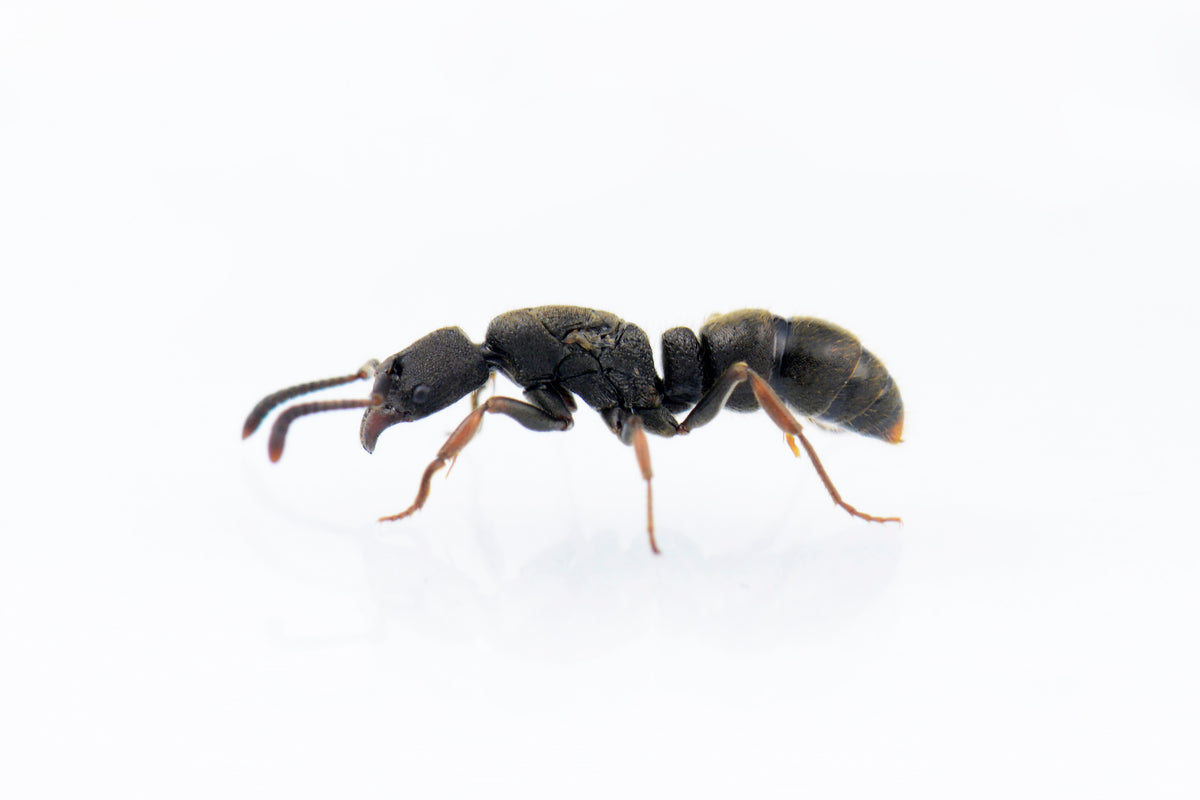 Ectomomyrmex leeuwenhoeki