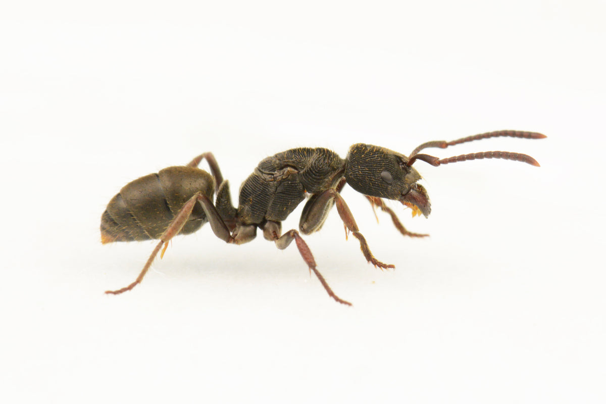 Odontoponera transversa