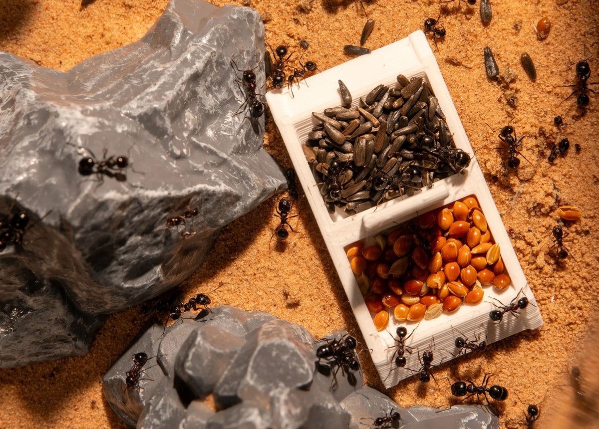 Close-up of ants feeding from a small outdoor feeder