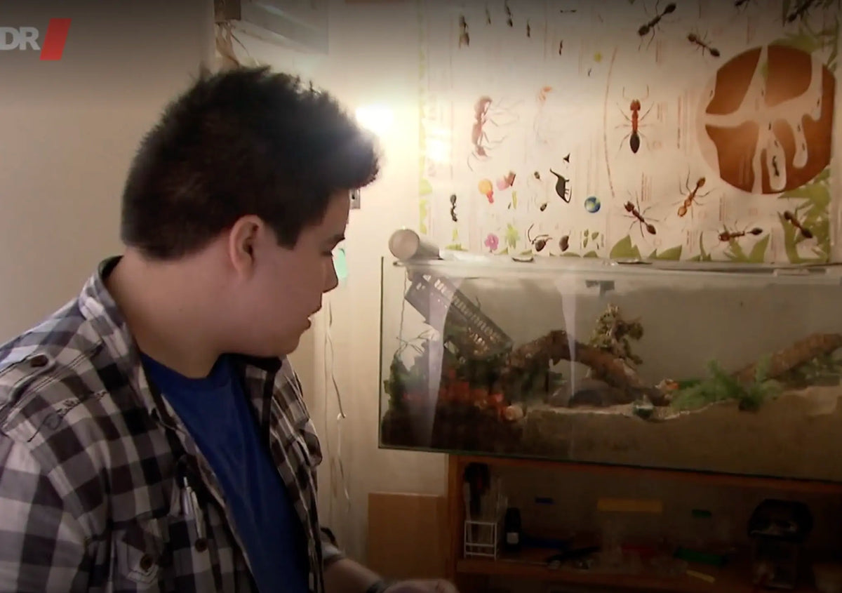Cesar inspecting an ant nest in the early days of Ants HQ
