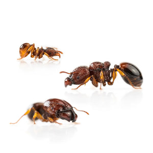 Acanthomyrmex thailandensis ants photographed on a white background