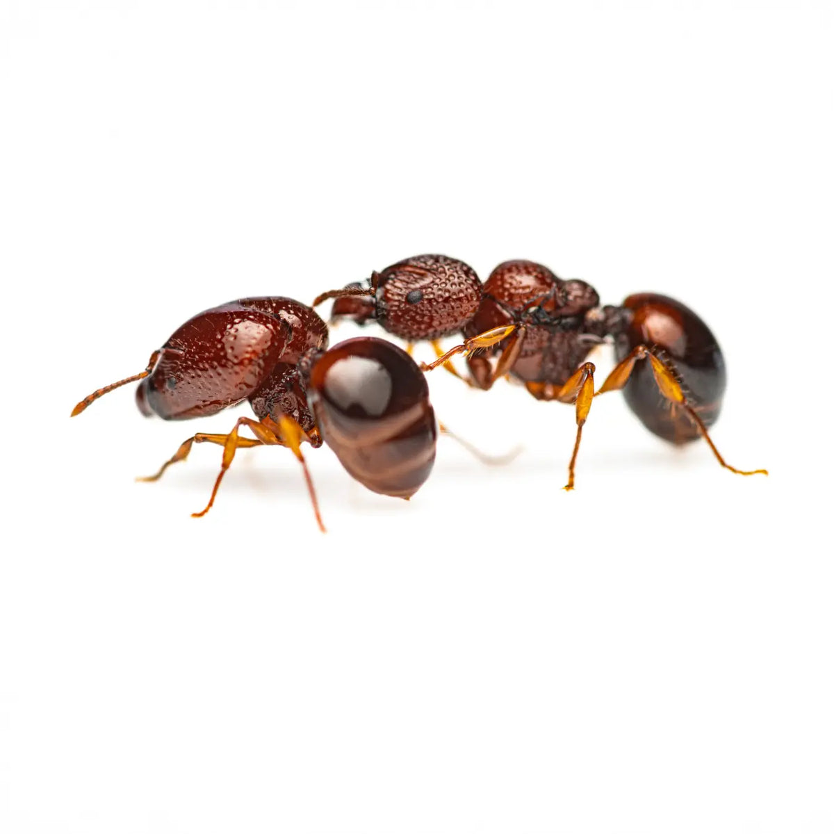 Acanthomyrmex thailandensis queen ant photographed on a white background