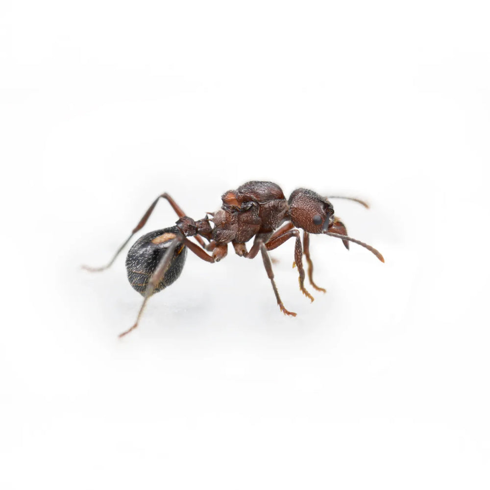 Acromyrmex ants photographed on a white background
