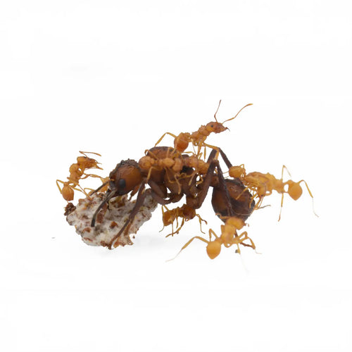 Acromyrmex octo ants photographed on a white background