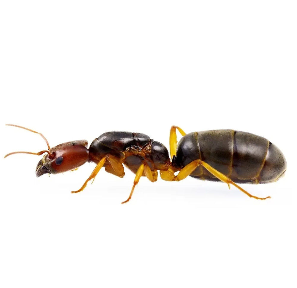Anonychomyrma ants photographed on a white background
