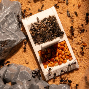 Ants feeding from a divided dish beside a rock