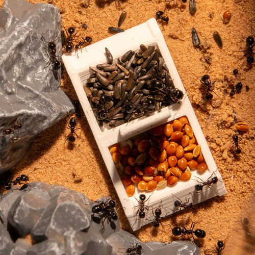 Ants feeding from a divided dish beside a rock