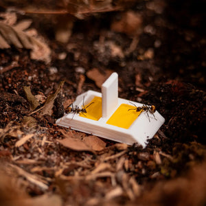 Ants feeding at a divided outdoor feeding station