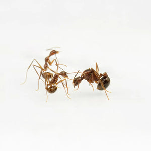 Aphaenogaster ants photographed on a white background