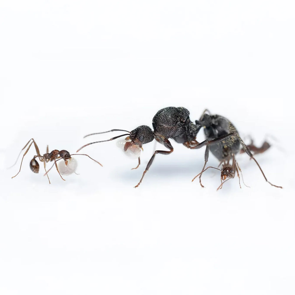 Aphaenogaster schurri ants photographed on a white background