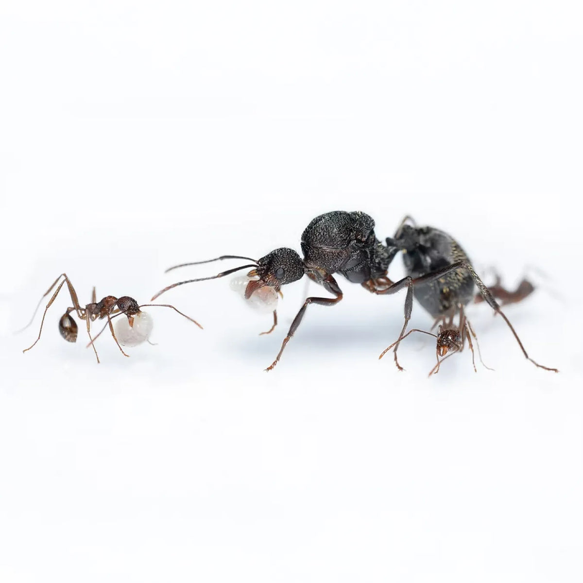 Aphaenogaster schurri ants photographed on a white background