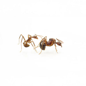 Aphaenogaster ants photographed on a white background