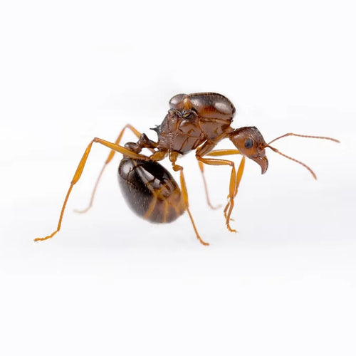 Aphaenogaster ants photographed on a white background