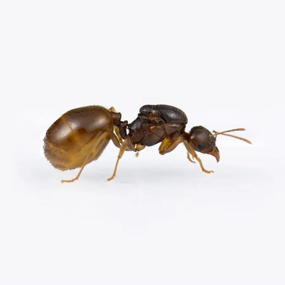 Aphaenogaster ants photographed on a white background