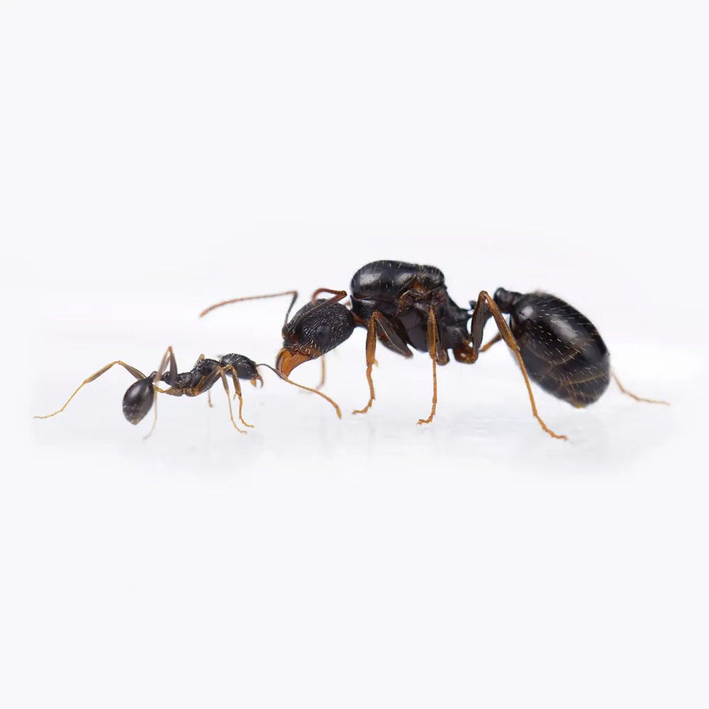 Aphaenogaster spinosa ants photographed on a white background