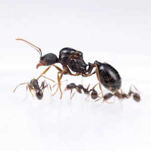 Aphaenogaster spinosa ants photographed on a white background