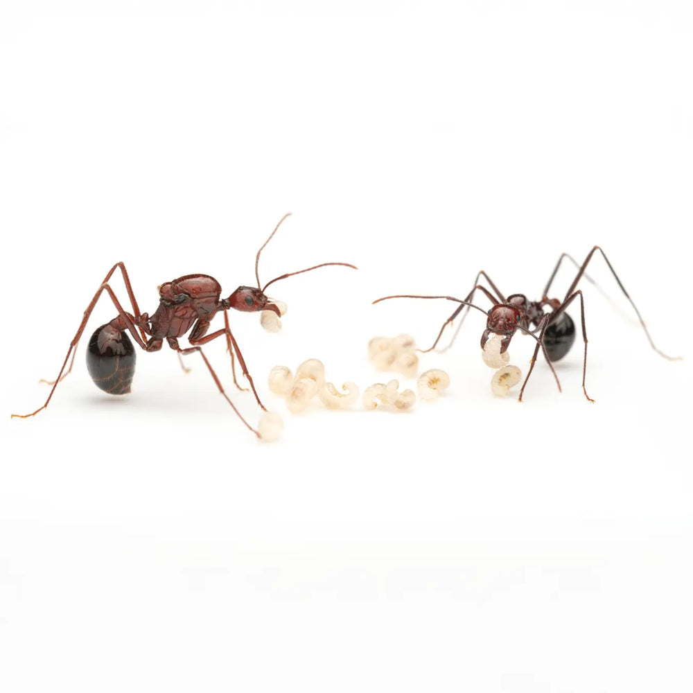 Aphaenogaster swammerdami queen ant photographed on a white background