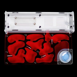 Astrolite large ant nest starter kit with red chambers