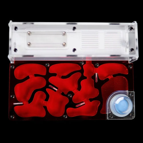 Astrolite large ant nest starter kit with red chambers