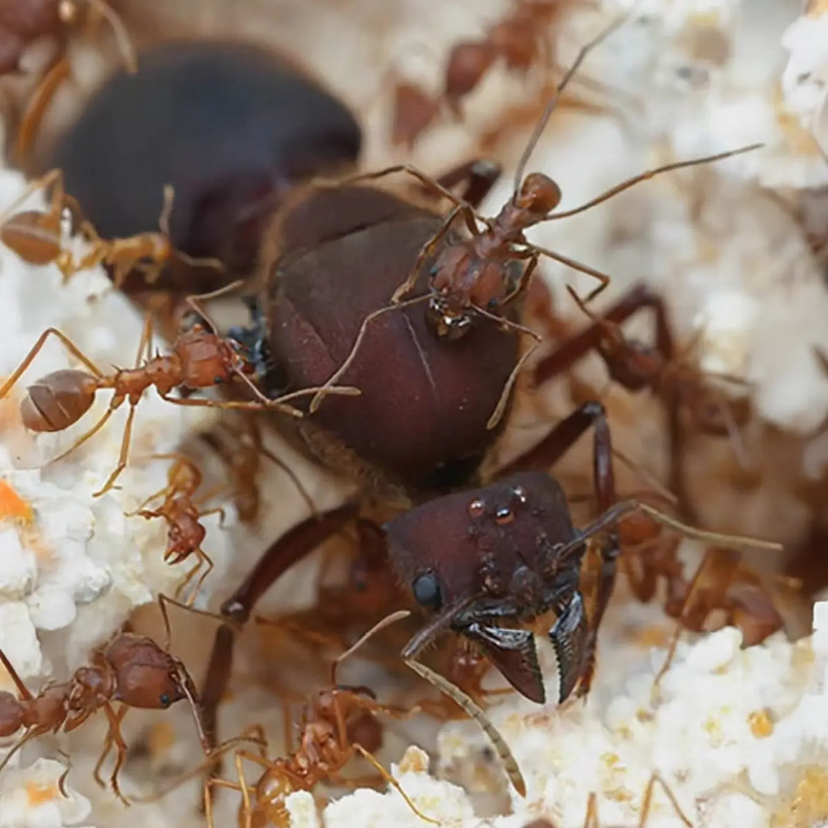 Atta texana ants and swollen workers in a colony