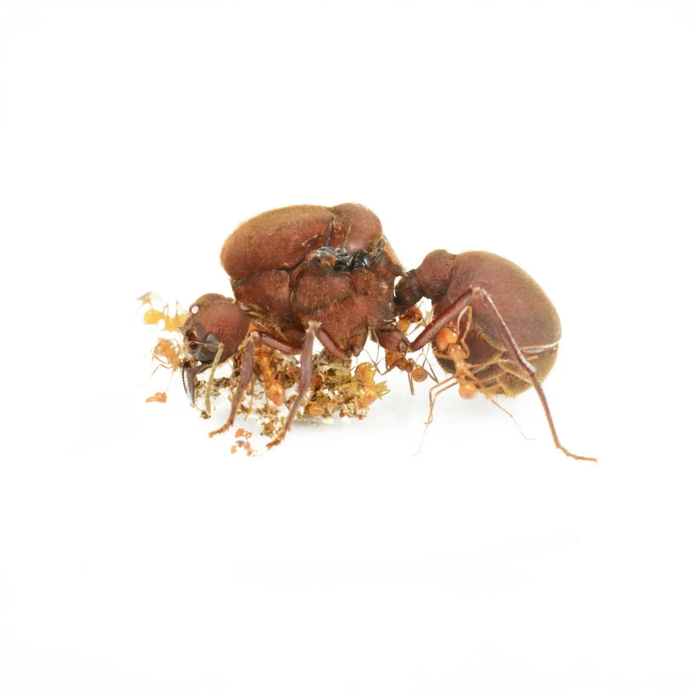 Atta cephalotes ants photographed on a white background