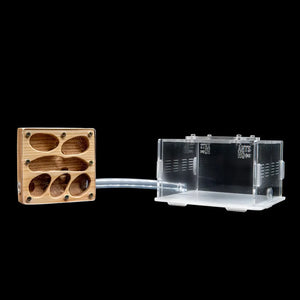 Boxhead wooden ant nest with carved nesting chambers