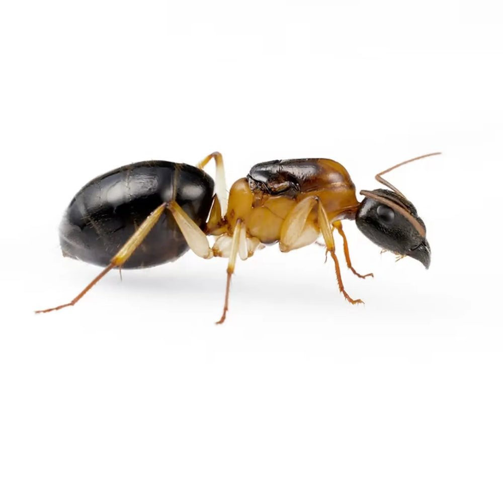 Camponotus ants photographed on a white background