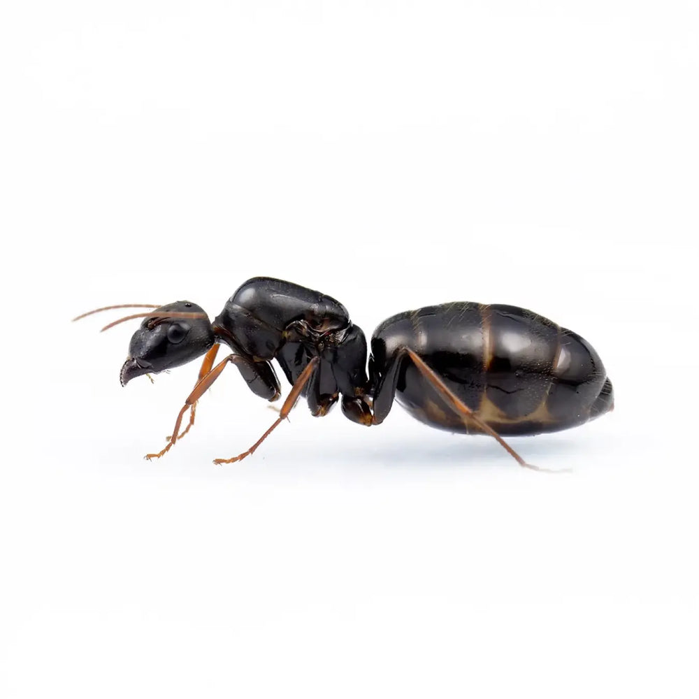 Camponotus ants photographed on a white background