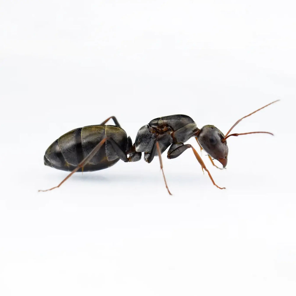 Camponotus ants photographed on a white background