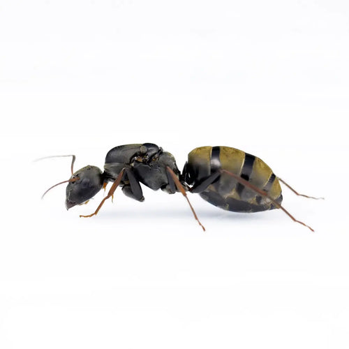 Camponotus cinctellus ants photographed on a white background