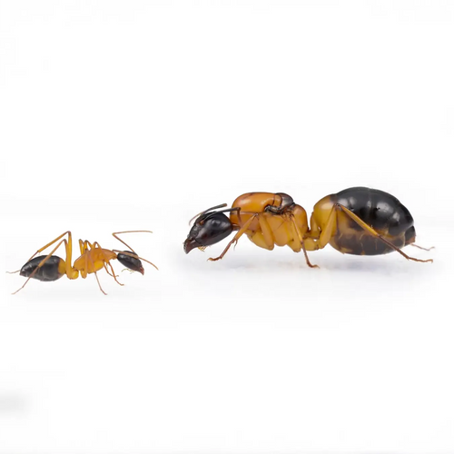 Camponotus consobrinus ants photographed on a white background