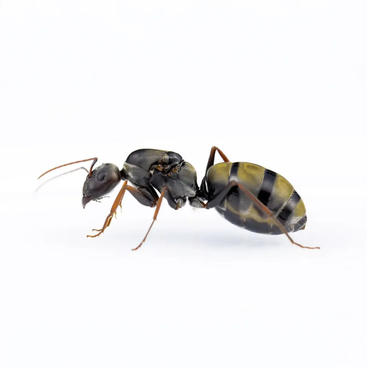 Camponotus cosmicus ants photographed on a white background