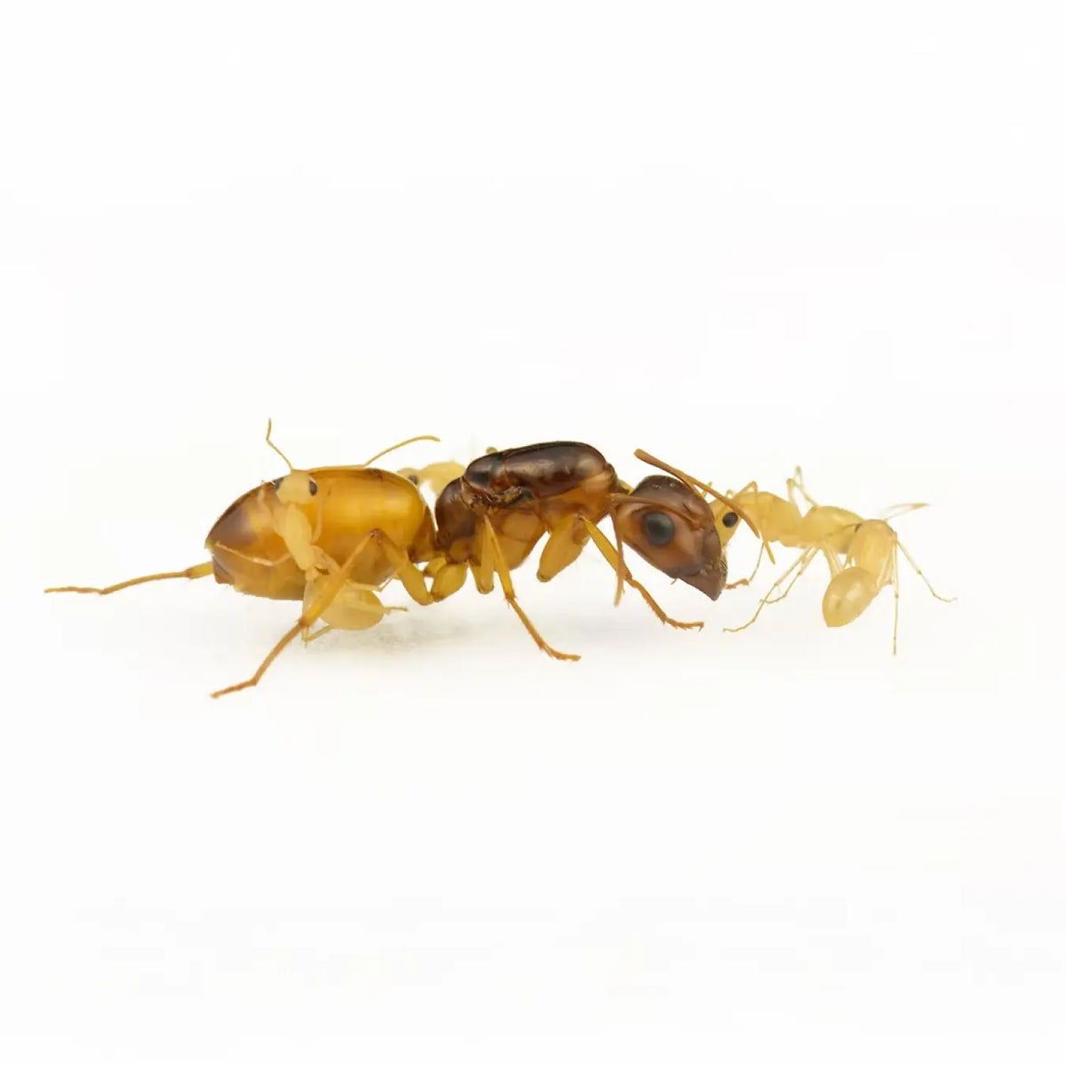 Camponotus fedtschenkoi ants photographed on a white background