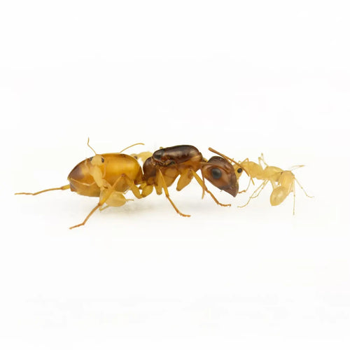 Camponotus fedtschenkoi ants photographed on a white background