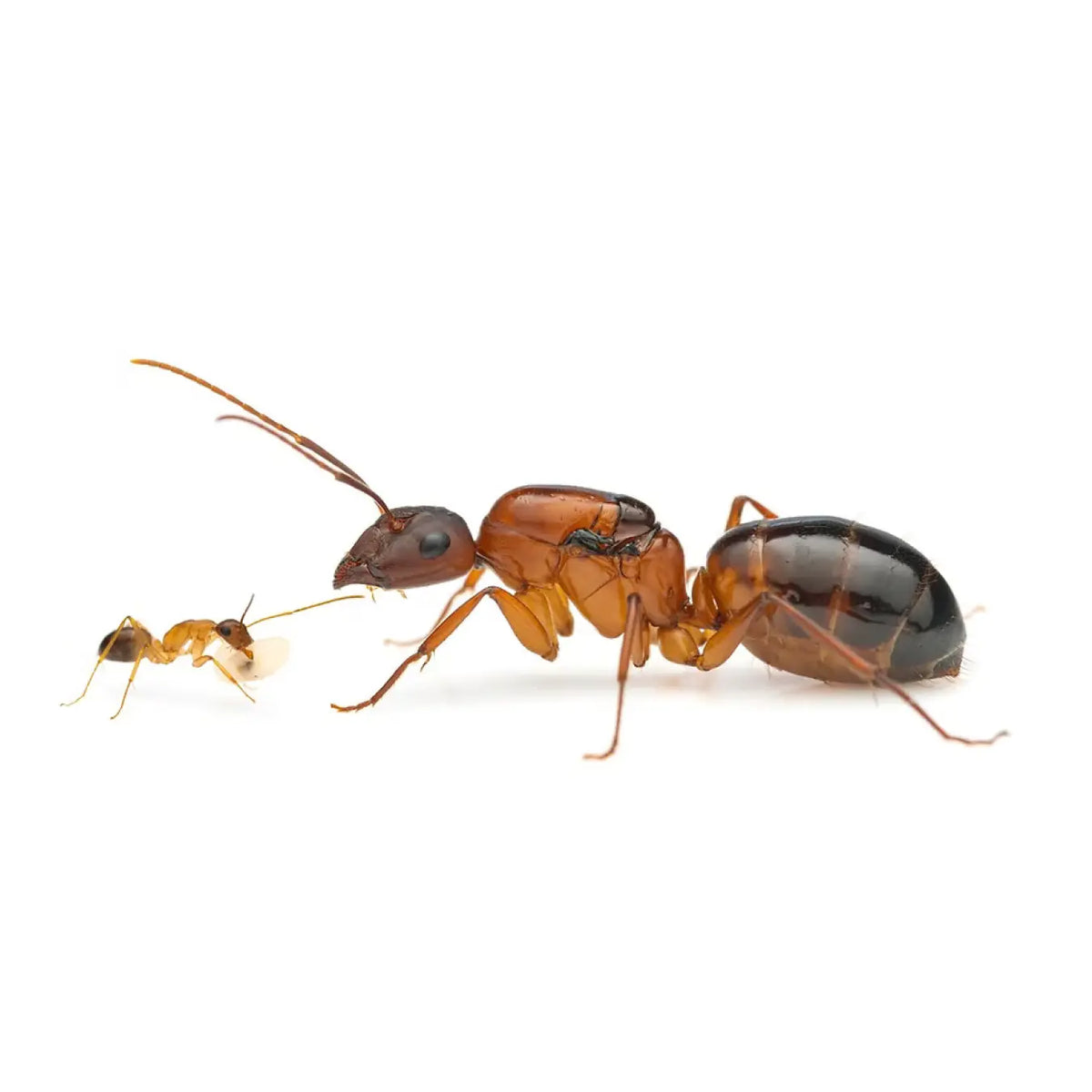 Camponotus pilicornis ants photographed on a white background