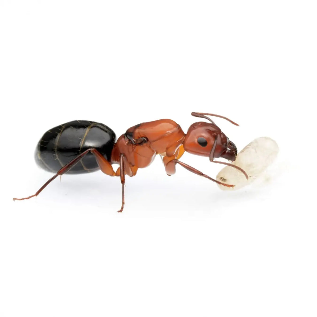 Camponotus sayi ants and swollen workers in a colony