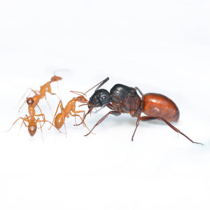Camponotus ants ants and swollen workers in a colony