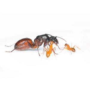 Camponotus ants ants and swollen workers in a colony
