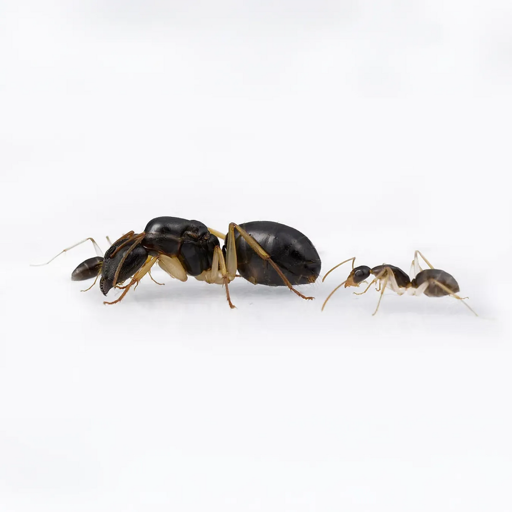 Camponotus ants photographed on a white background