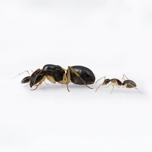 Camponotus ants photographed on a white background