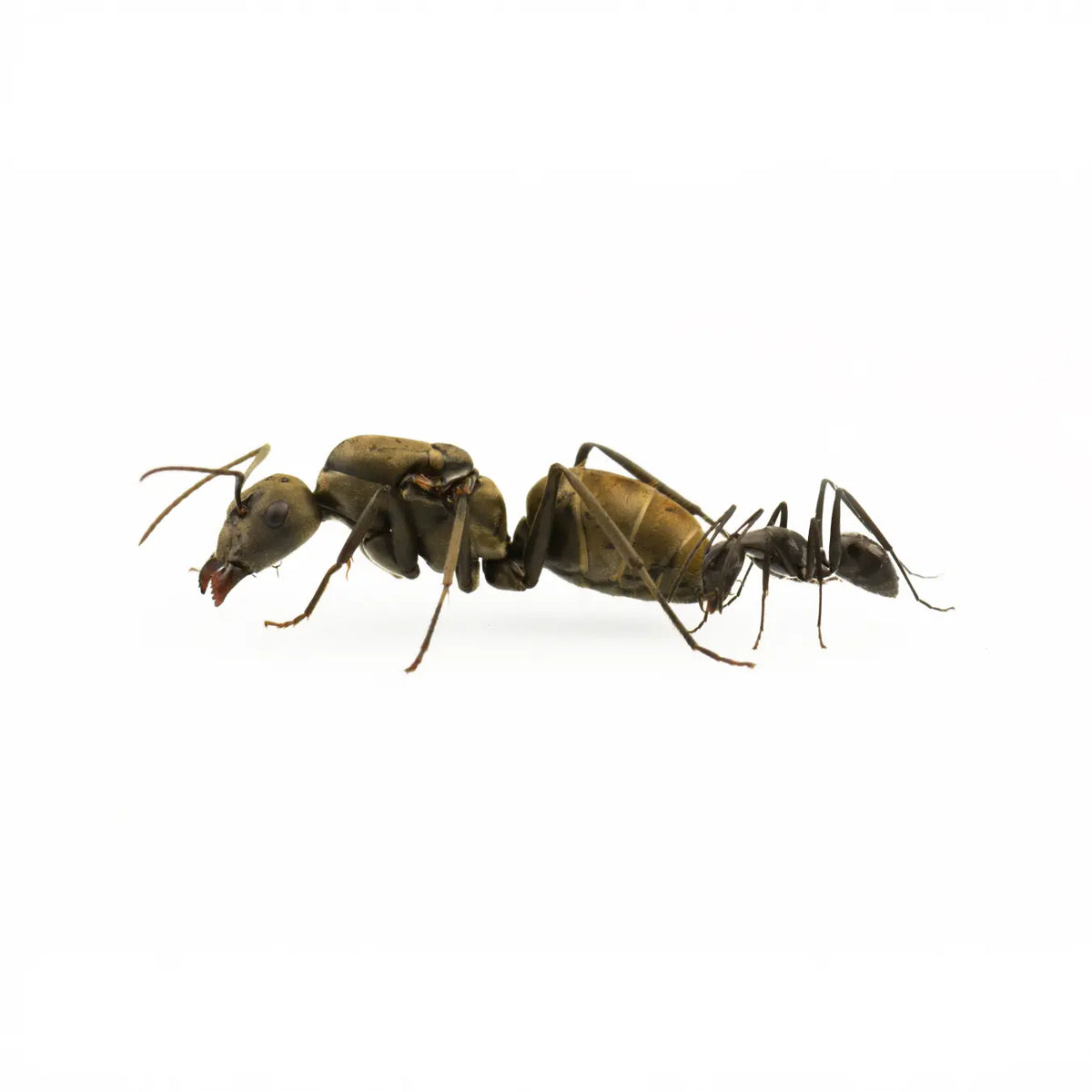 Camponotus auriventris ants photographed on a white background